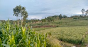 FUTURE PROJECTS POST ICO