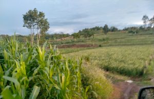 FUTURE PROJECTS POST ICO